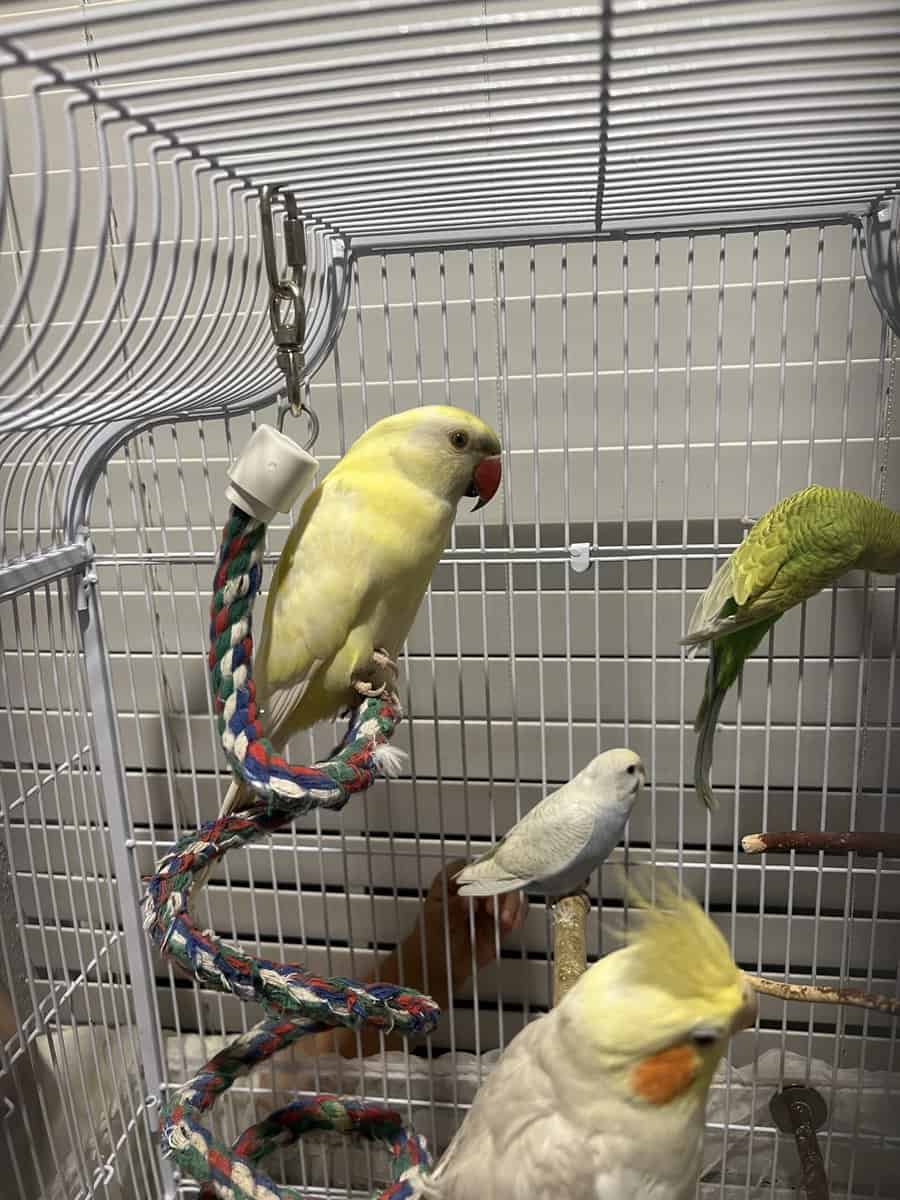 Indian Ringneck image 1