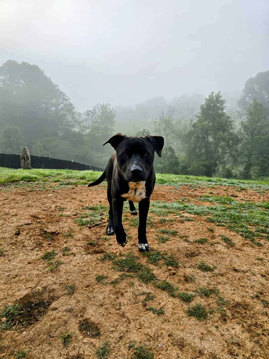 10 young mutts in search of forever homes image 13
