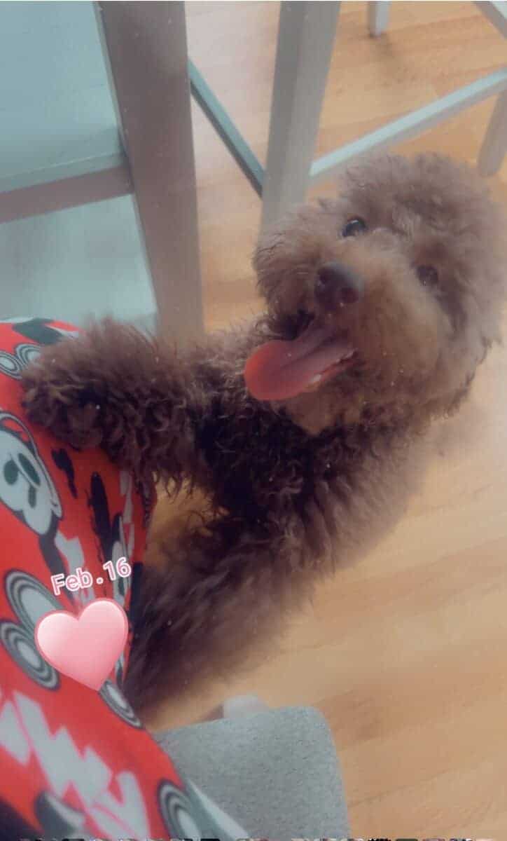 Teddy image 1