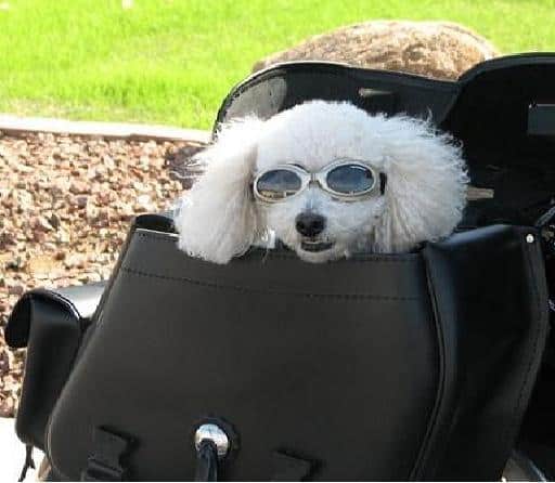 Aussiechon Pup image 1