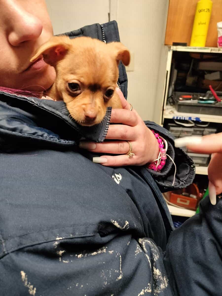 Cutest Chihuahua mix puppy ready for home image 1