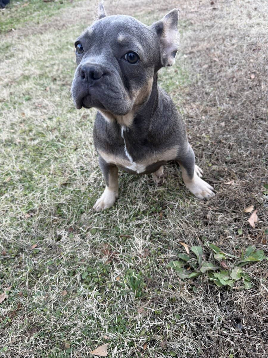 French bulldog puppy Purple image 5