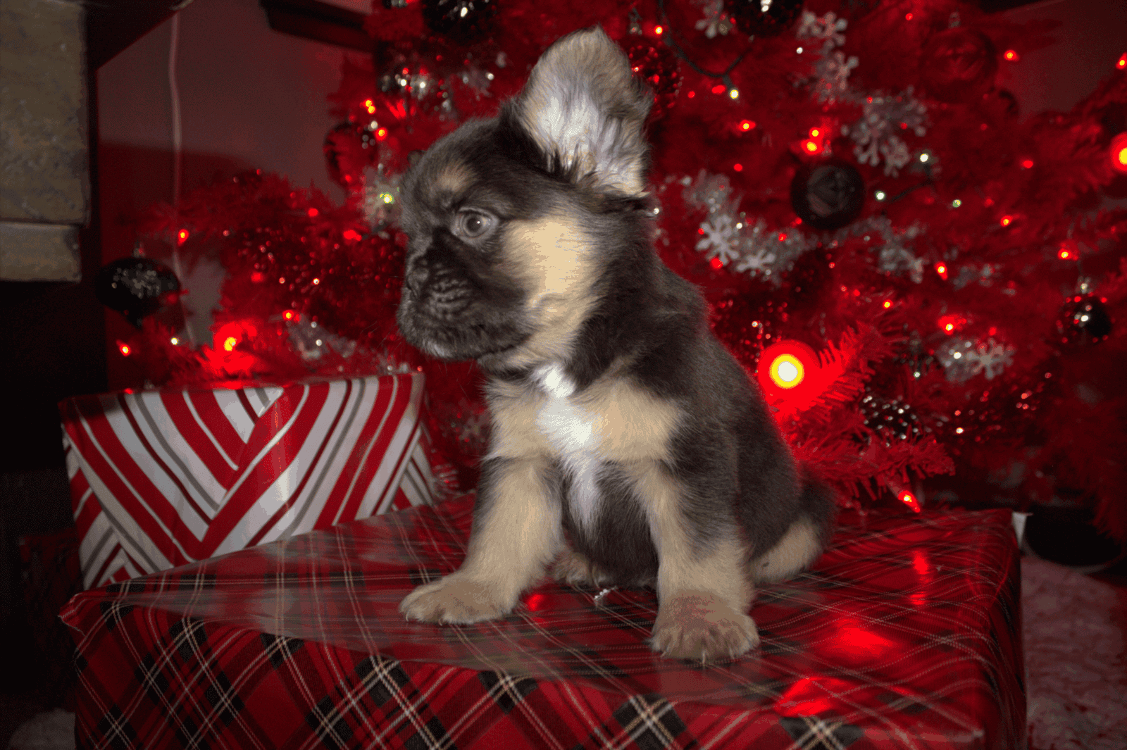 Fluffy frenchie puppies image 11