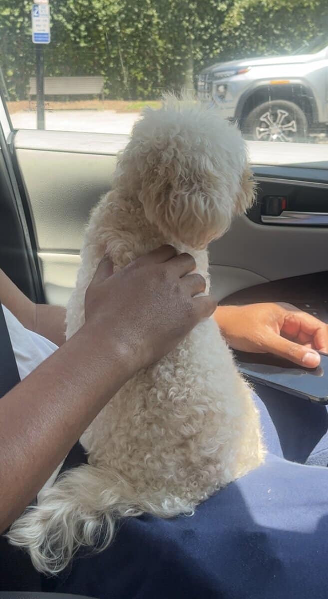 Lola two year old maltipoo image 3