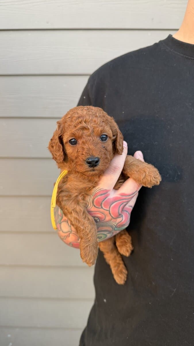 Micro mini goldendoodles 🤎 image 1