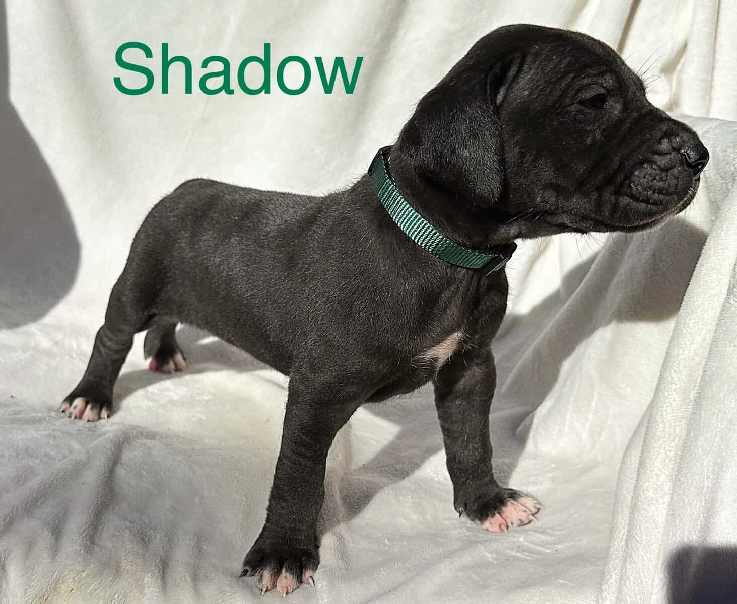 Shadow AKC Great Dane image 5