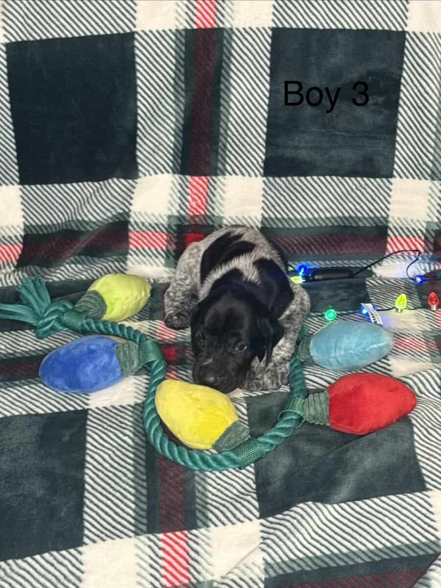 German Shorthair Pointer Puppies image 9