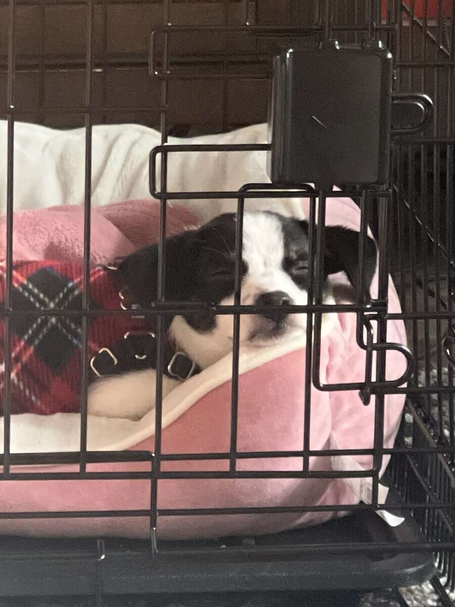 Chiweenie puppy and all his puppy supplies image 6