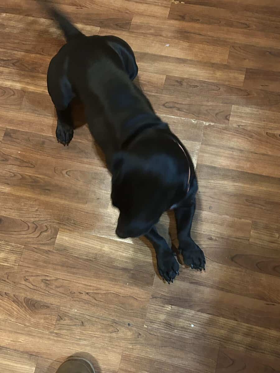 4 year old jack russell lab image 3