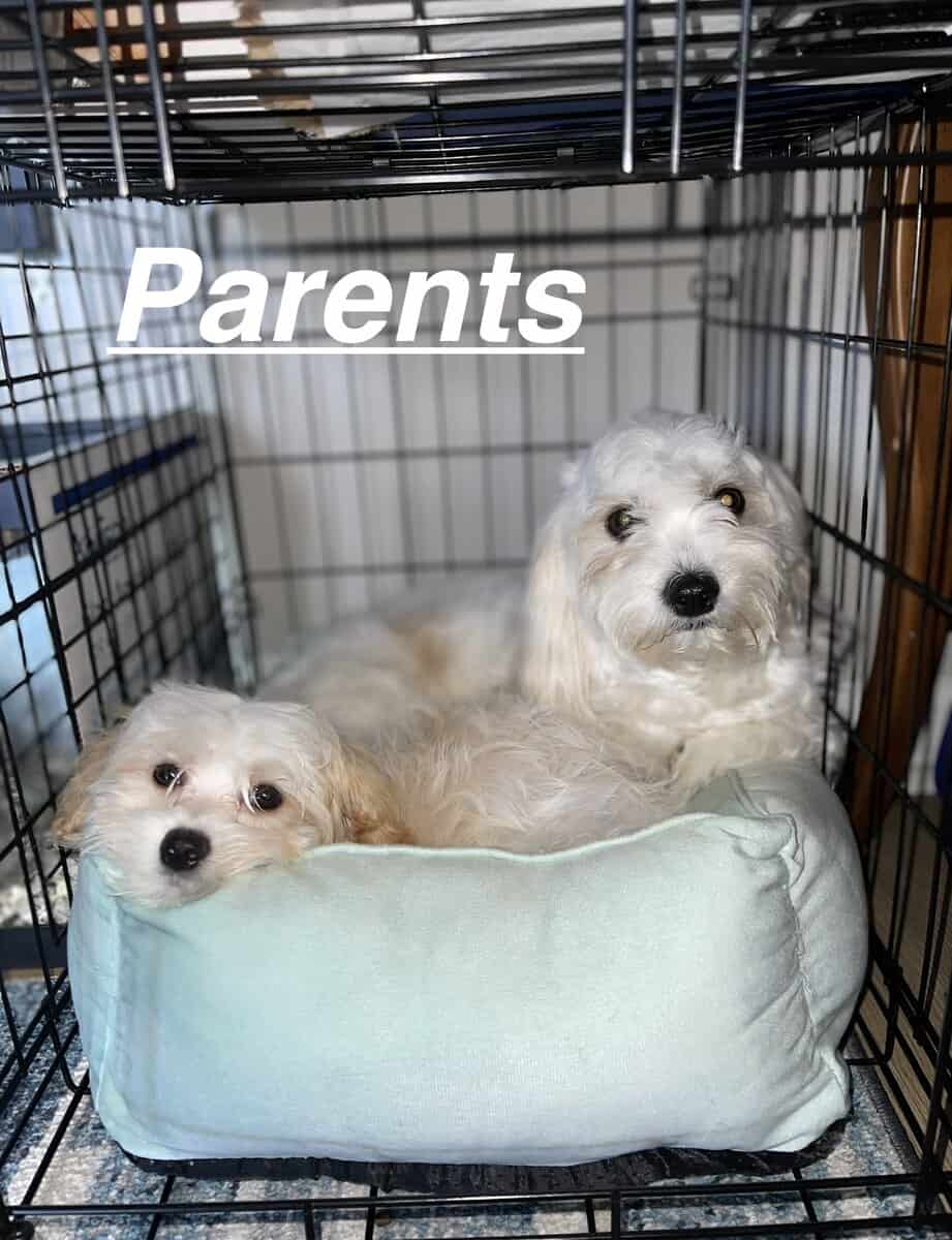 Cavachon Pups For Sale image 7