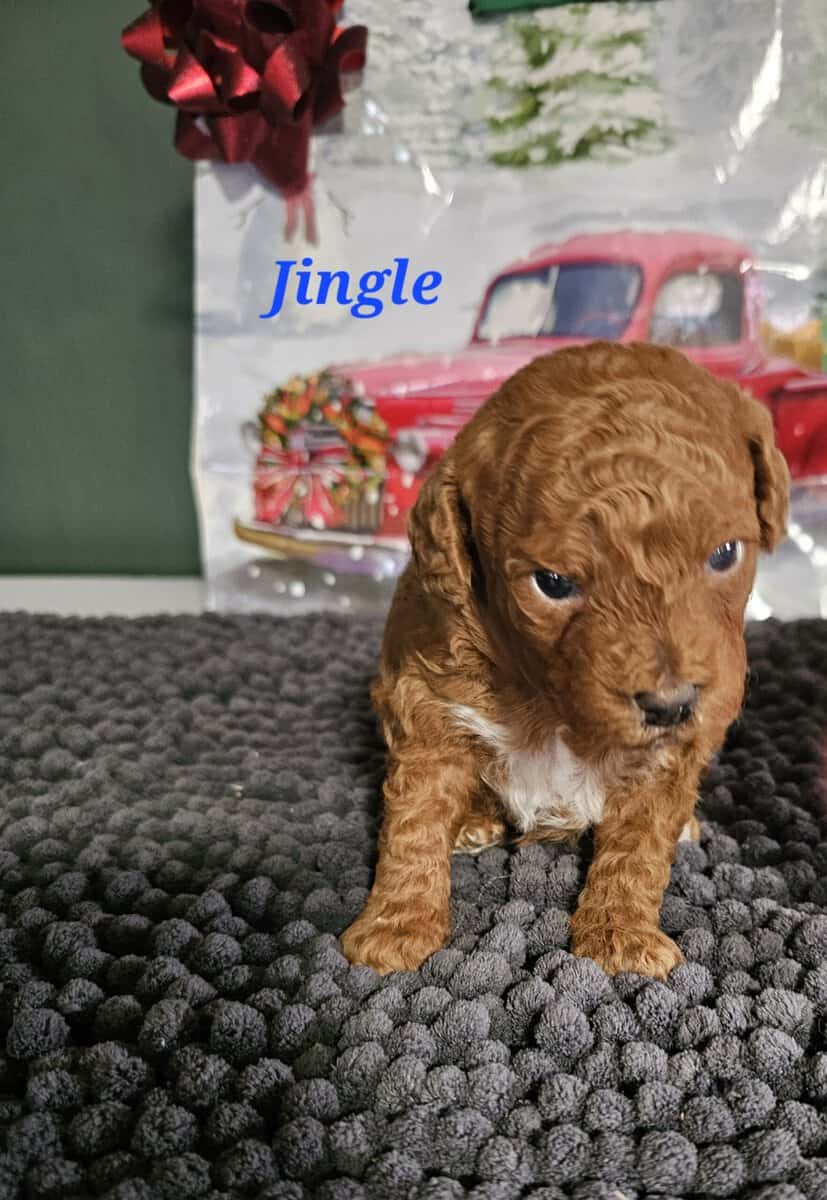 AKC RED MINI POODLES image 1