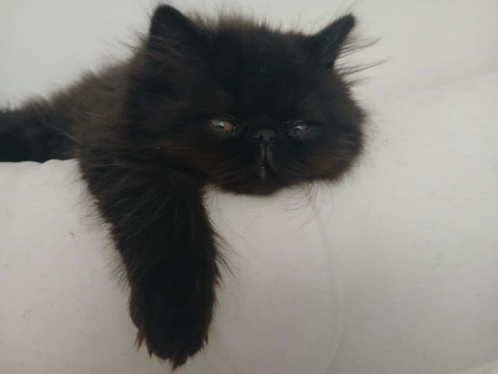 Black persian kitten image 2