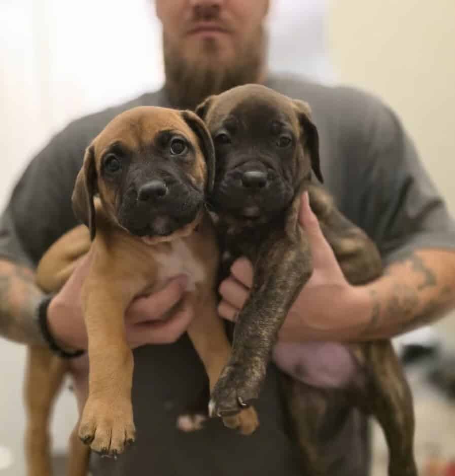 Cane Corso/American Pitbull image 1