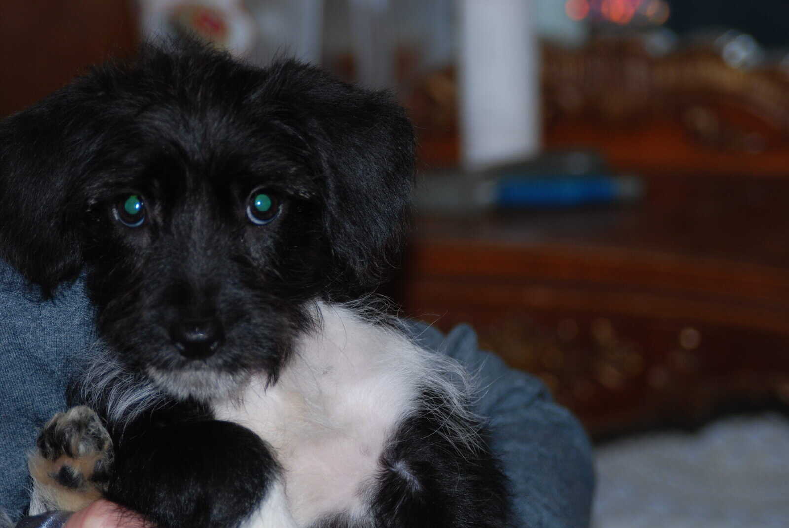 🐶 Puppies Looking for Good Homes 🐶 image 4