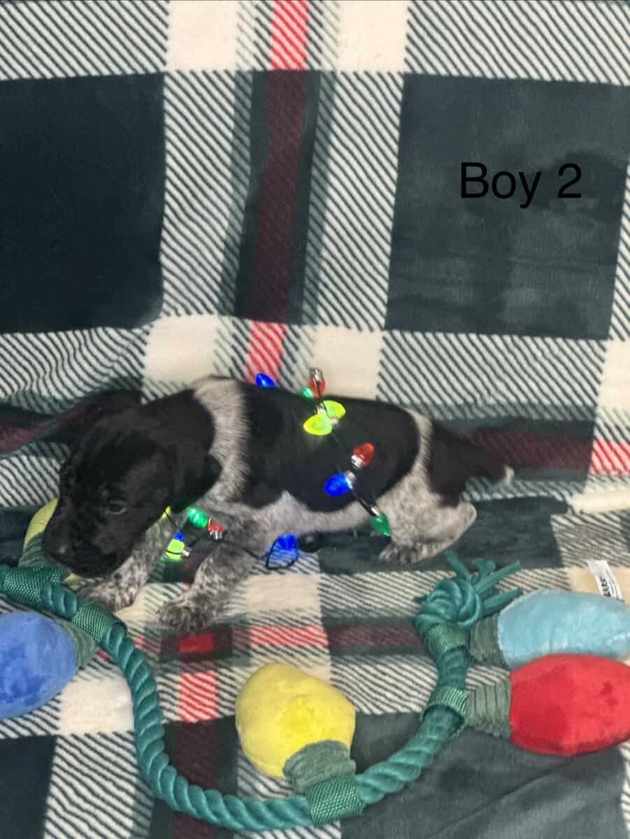 German Shorthair Pointer Puppies image 7