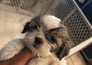 Puppy looking for forever home