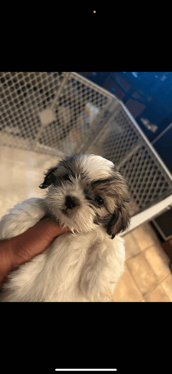Puppy looking for forever home image 1