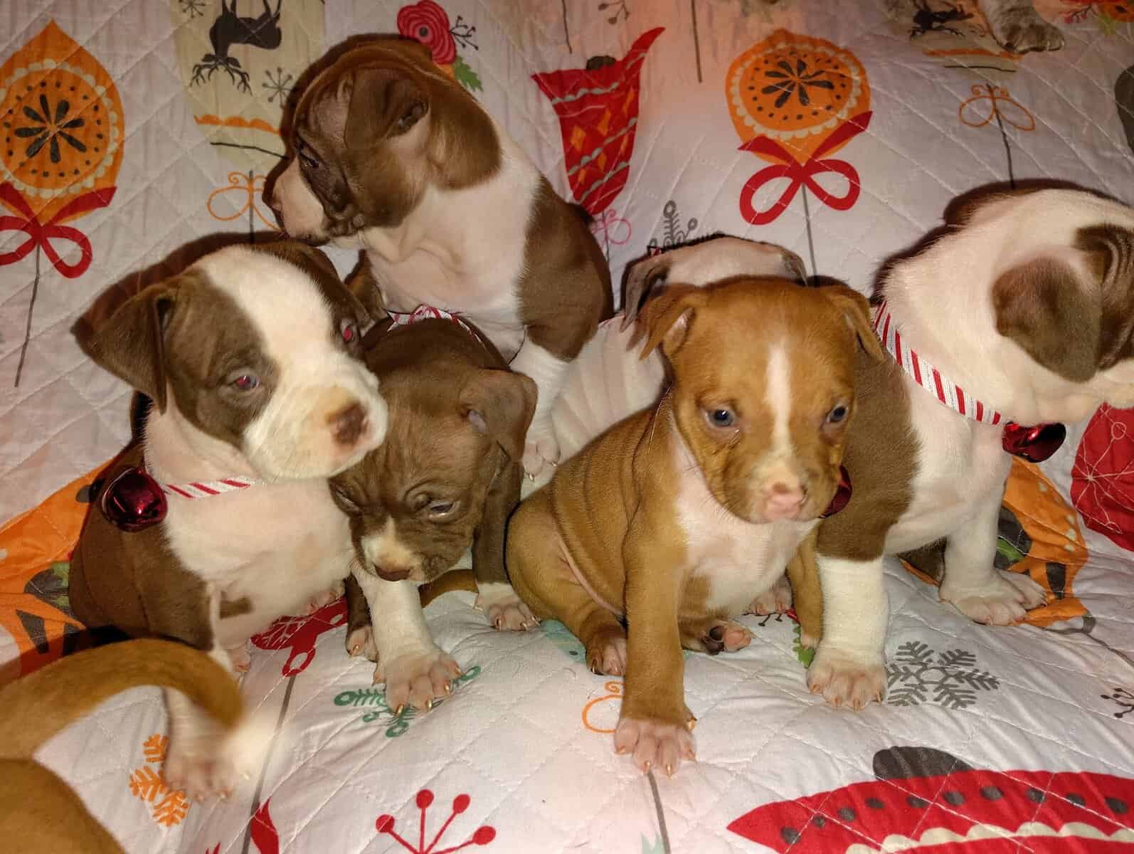 Christmas Pups image 9