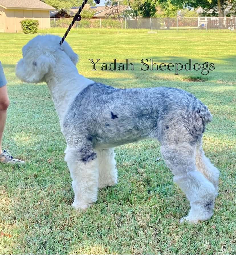 International CH Bloodline OES Puppies image 9