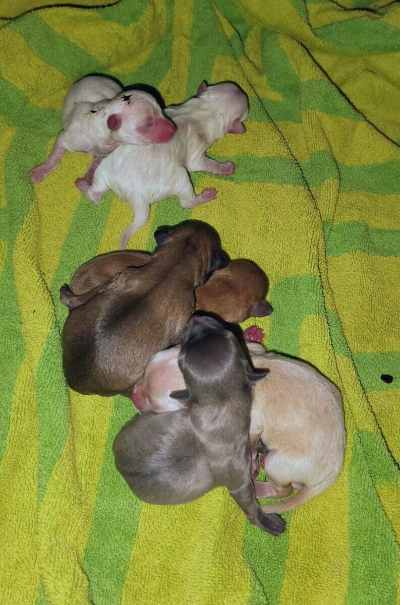 100% Pure Breed Chihuahua Puppies For Sale image 1