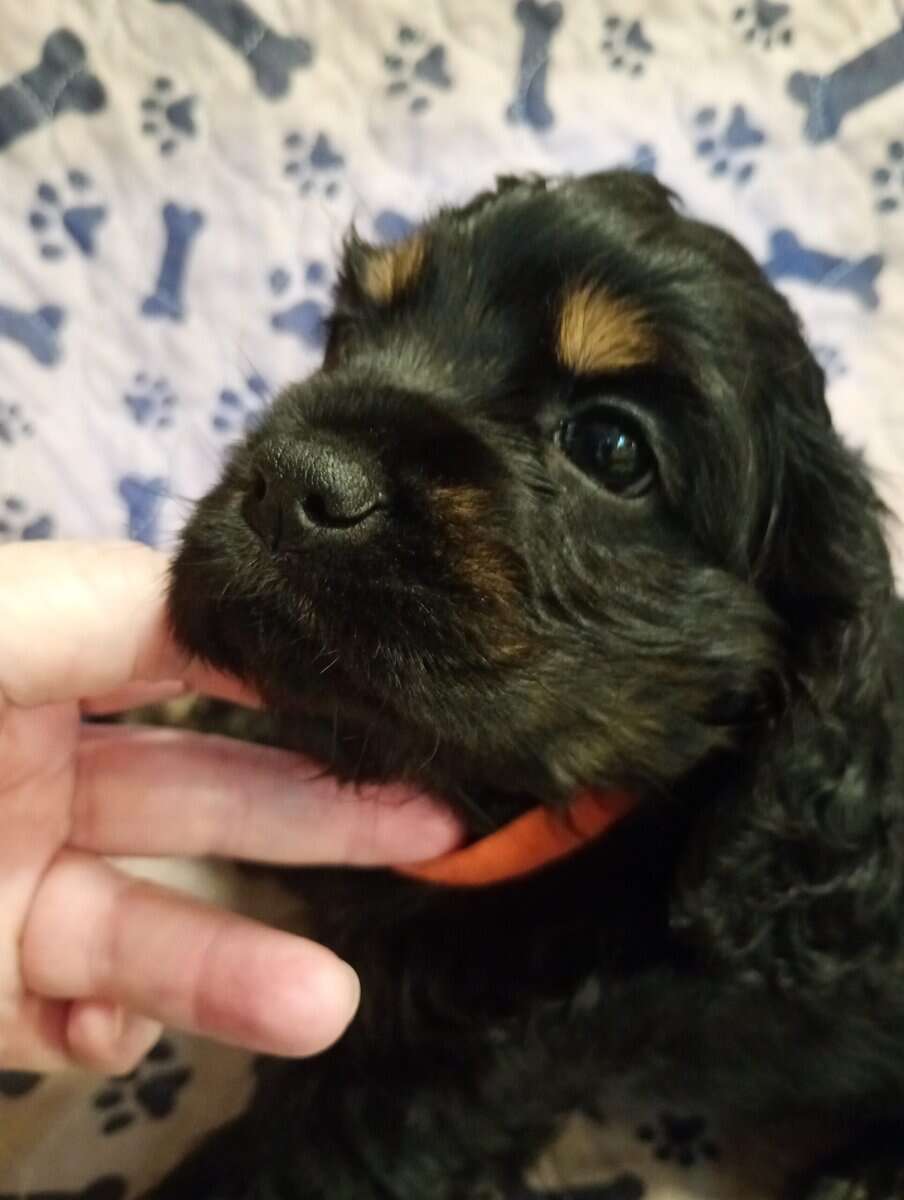 Cocker spaniel girls image 3
