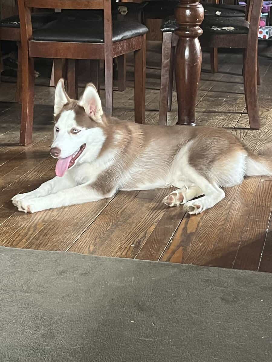 F2 Pomsky image 1
