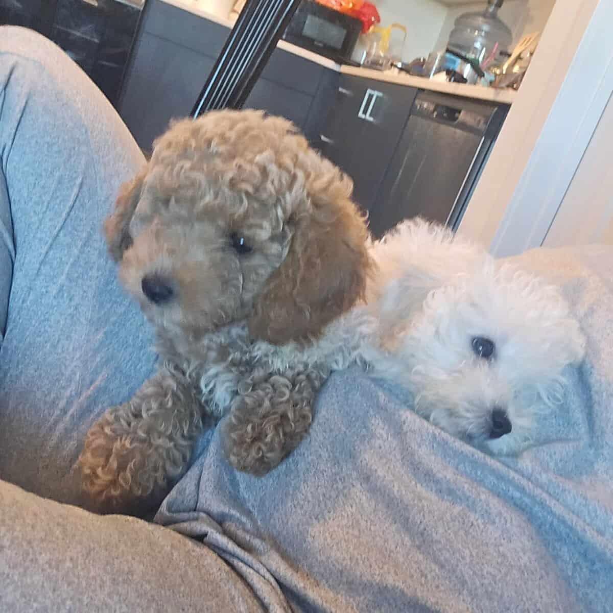 Sweet Toy Maltipoo Puppies Looking for Loving Home image 1