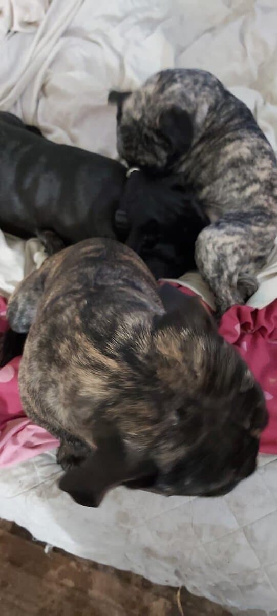 Brindle female pug image 2