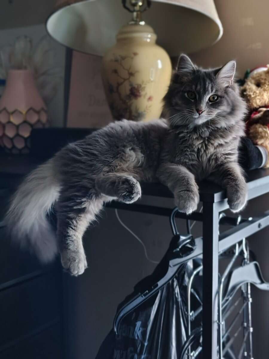 Siberian Kitten need forever home. image 1