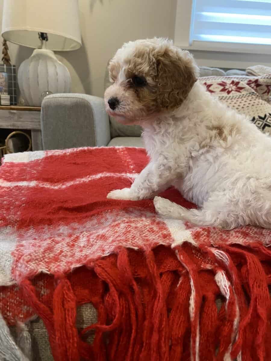 Cavapoo puppy image 4