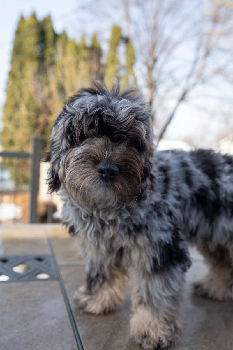 Mini Goldendoodle image 5