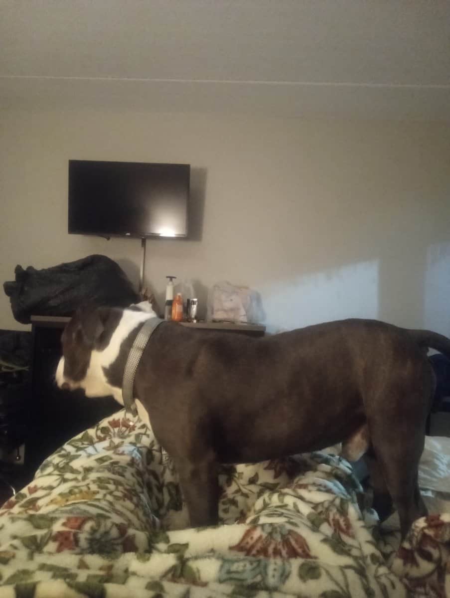 Bully image 2