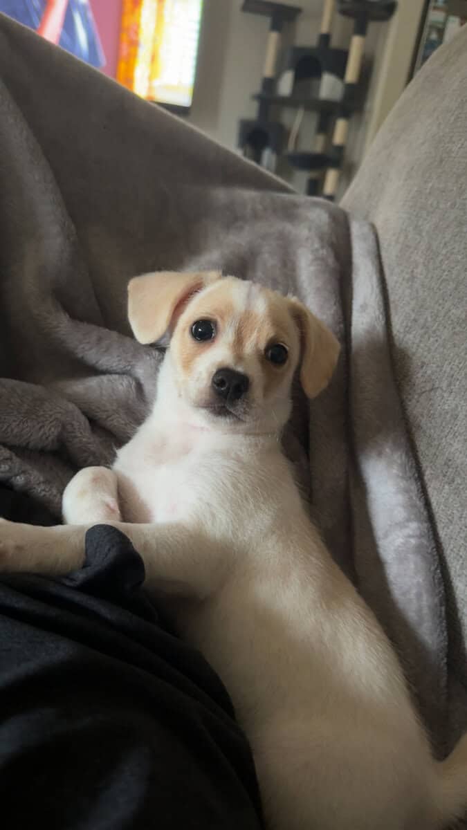Chihuahua–Shih Tzu Mix – 5 Months Old! image 5