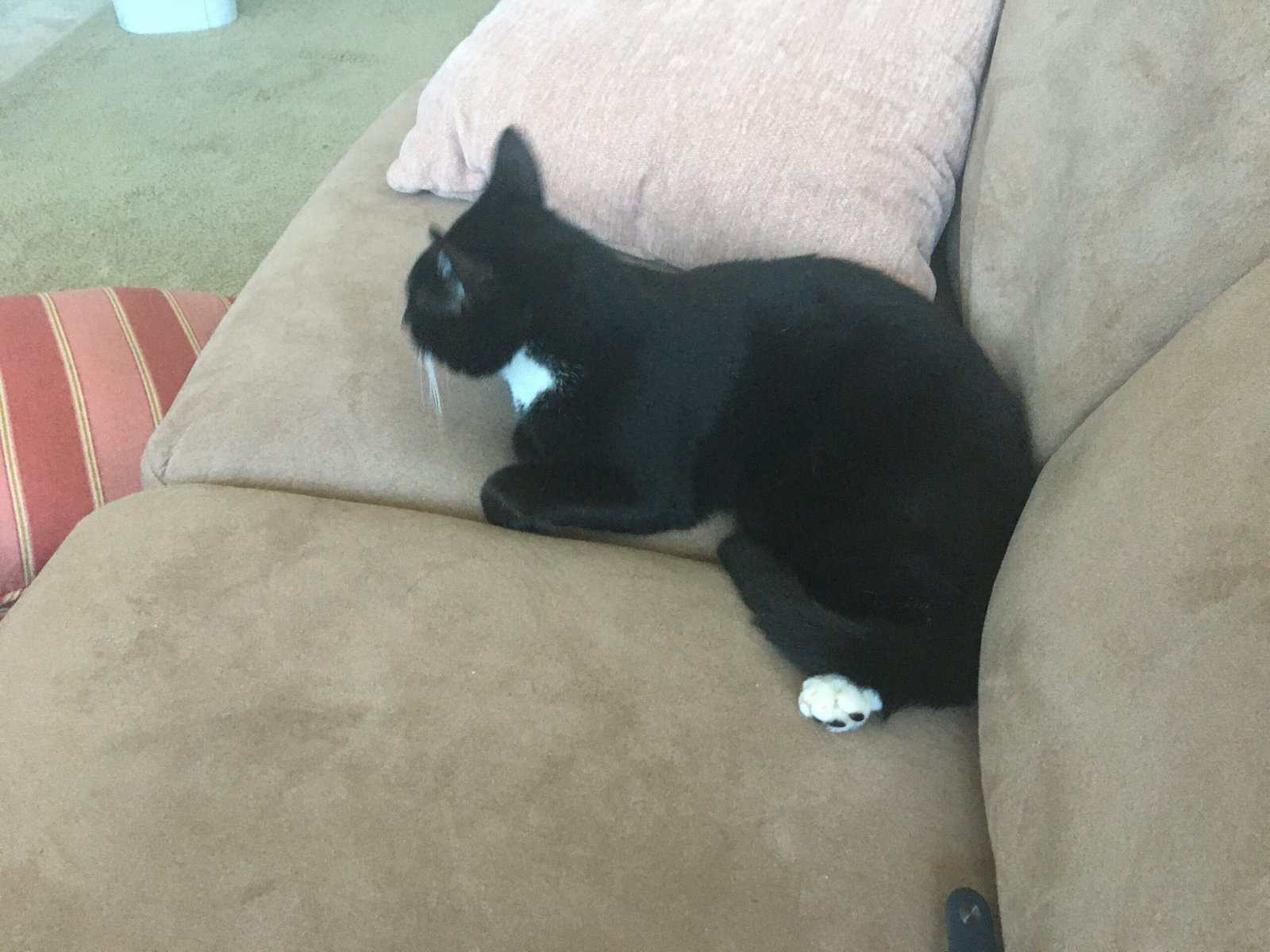 Domestic Shorthair Kitten, male needs a home image 22