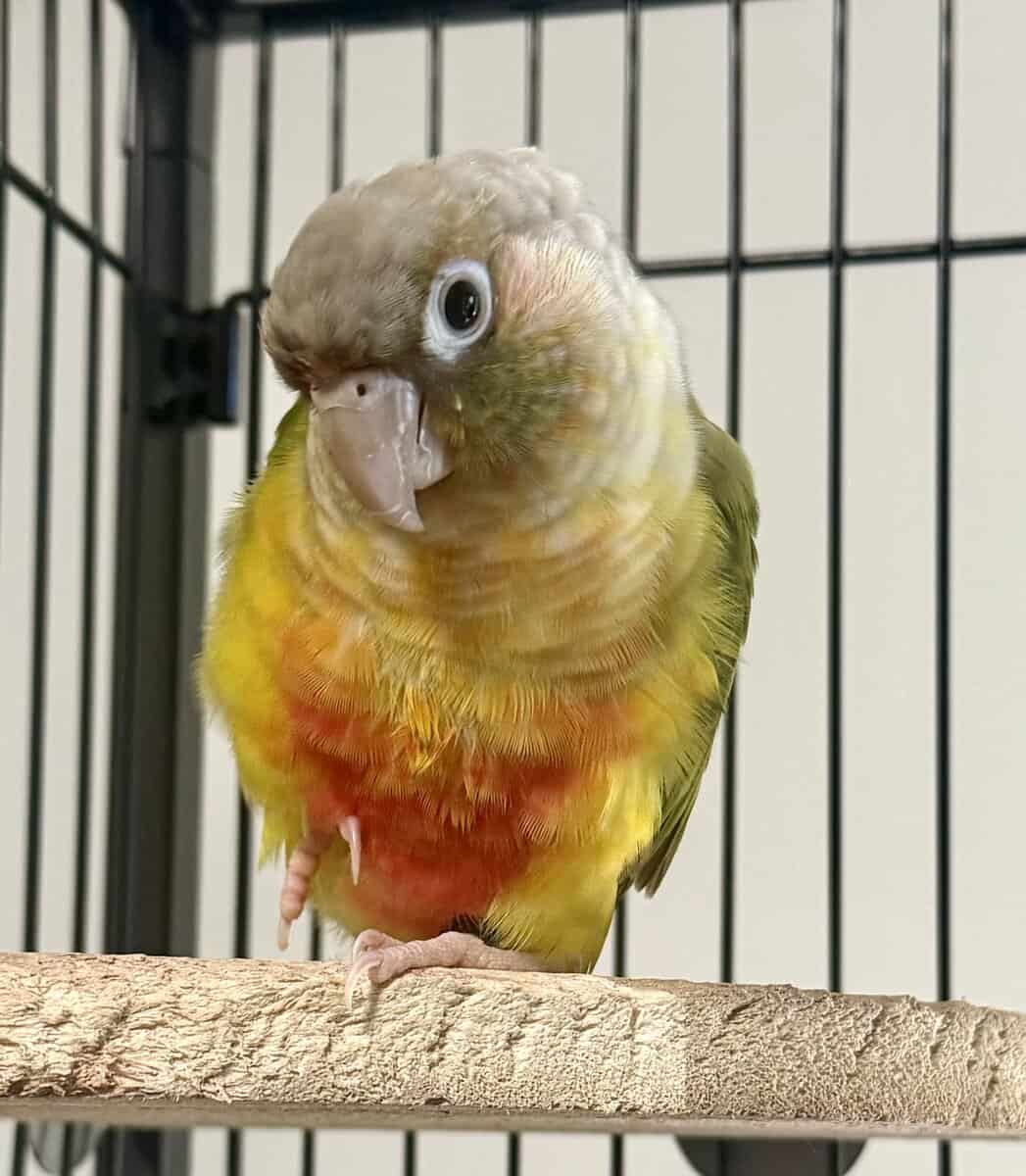 Green cheek conure and pineapple image 7