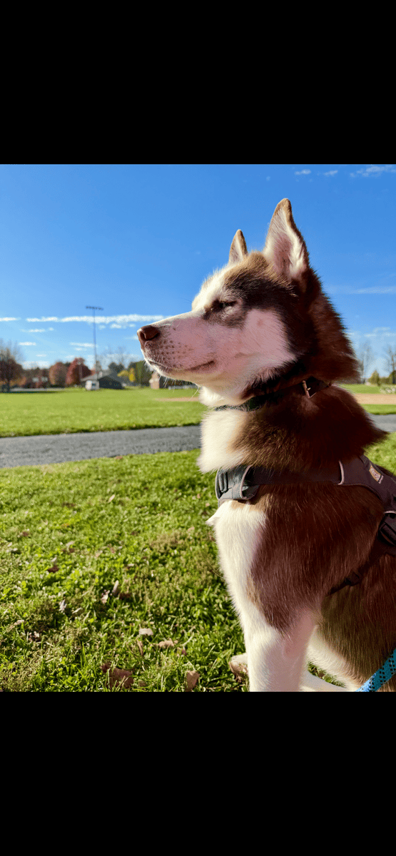 Purebred Siberian Husky – Blue Eyes – Excellent Co image 3