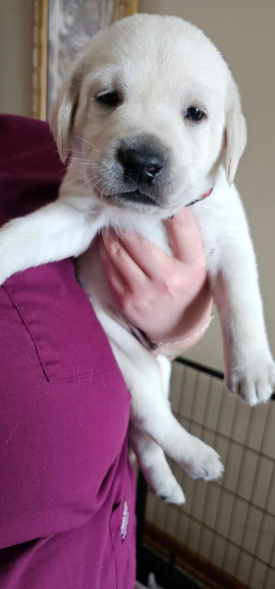 White Yellow Labrador Puppies image 7