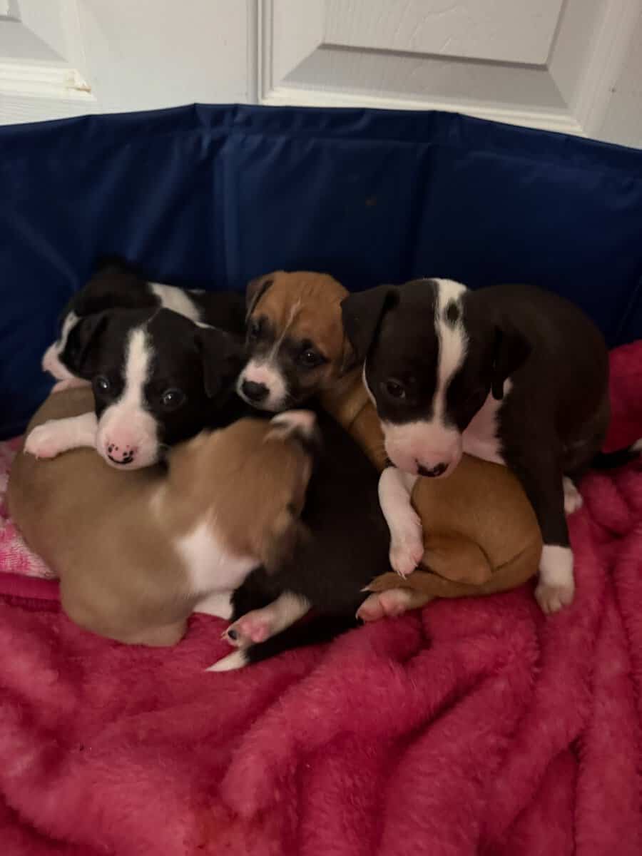 Adorable puppies image 1