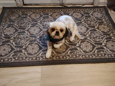 Full blooded Shih Tzu