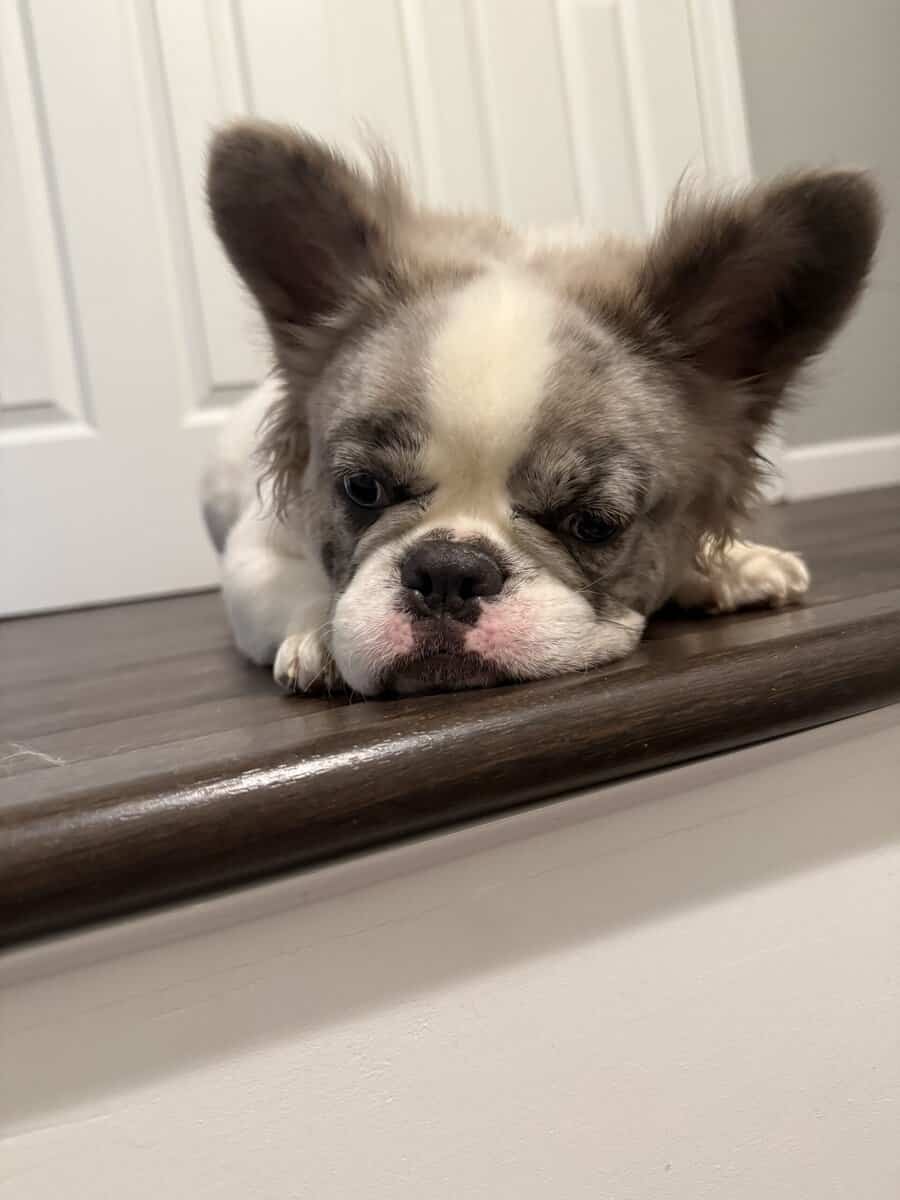 10 mo Fluffy French Bulldog image 2