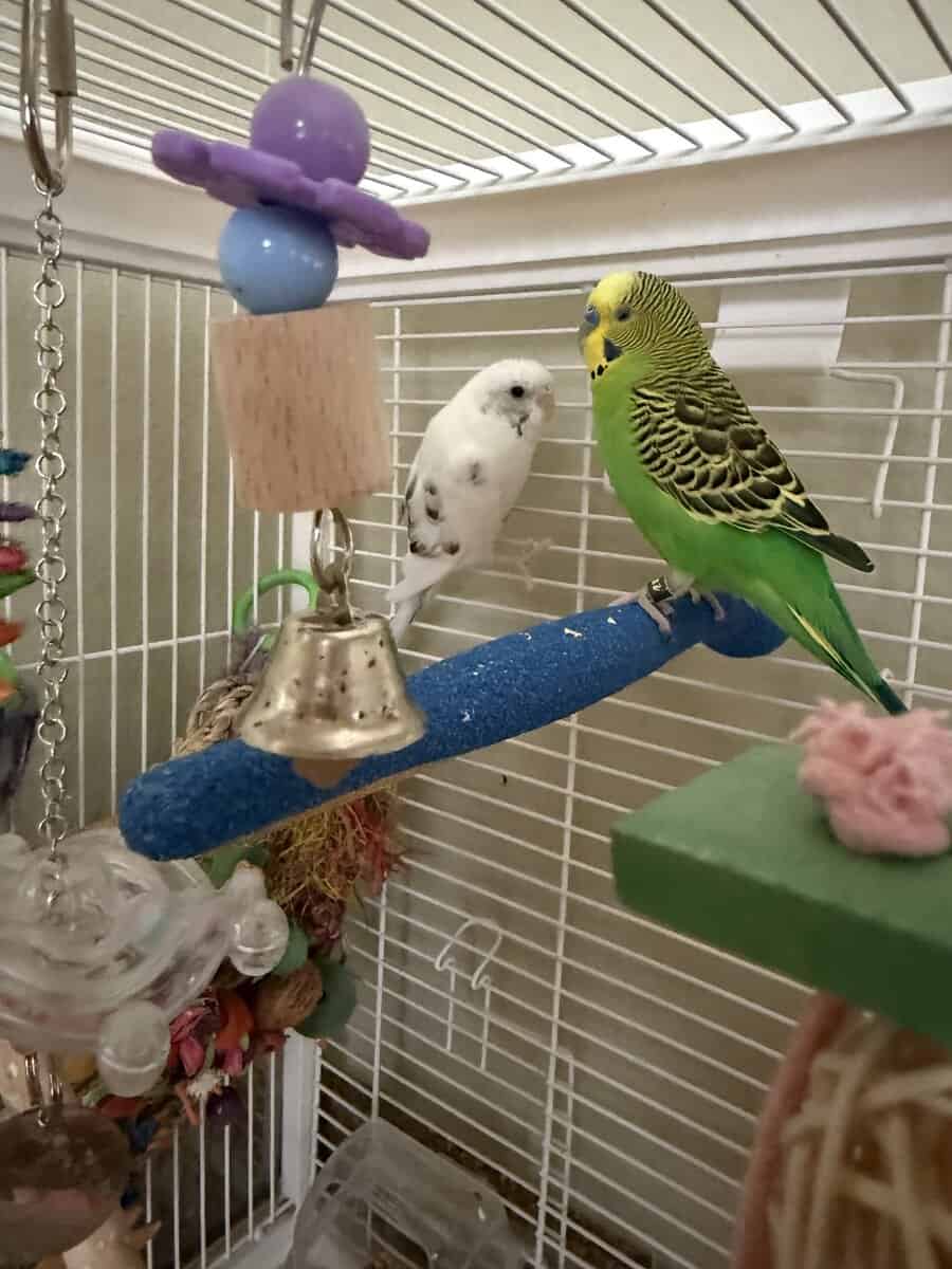 Male and Female Parakeets image 4