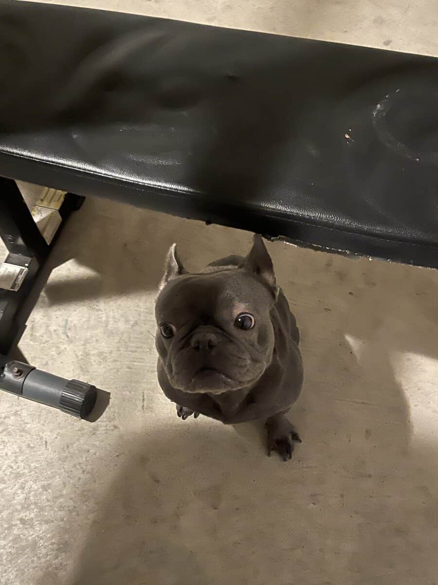 Frenchie Dog For sale image 2
