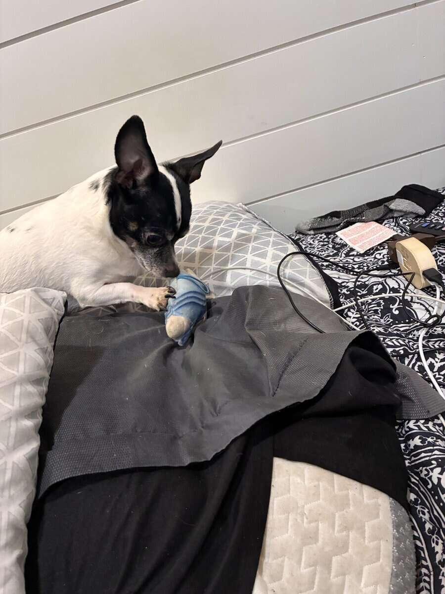 5 yr old chihuahua mix image 2