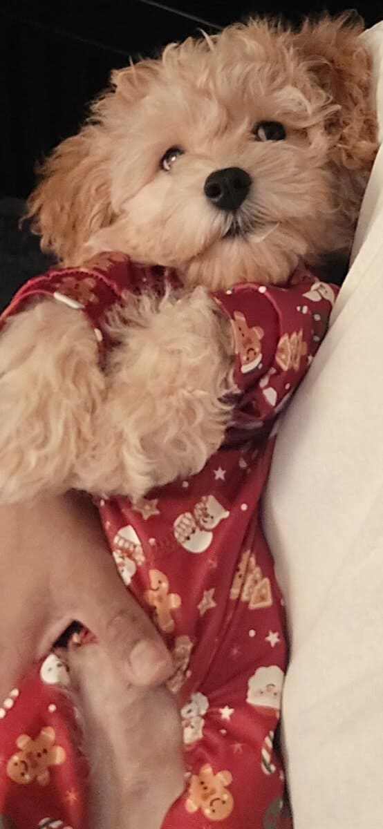 12 WK OLD MALE COCKAPOO image 3