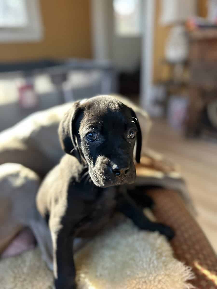 Boweimer pups image 11