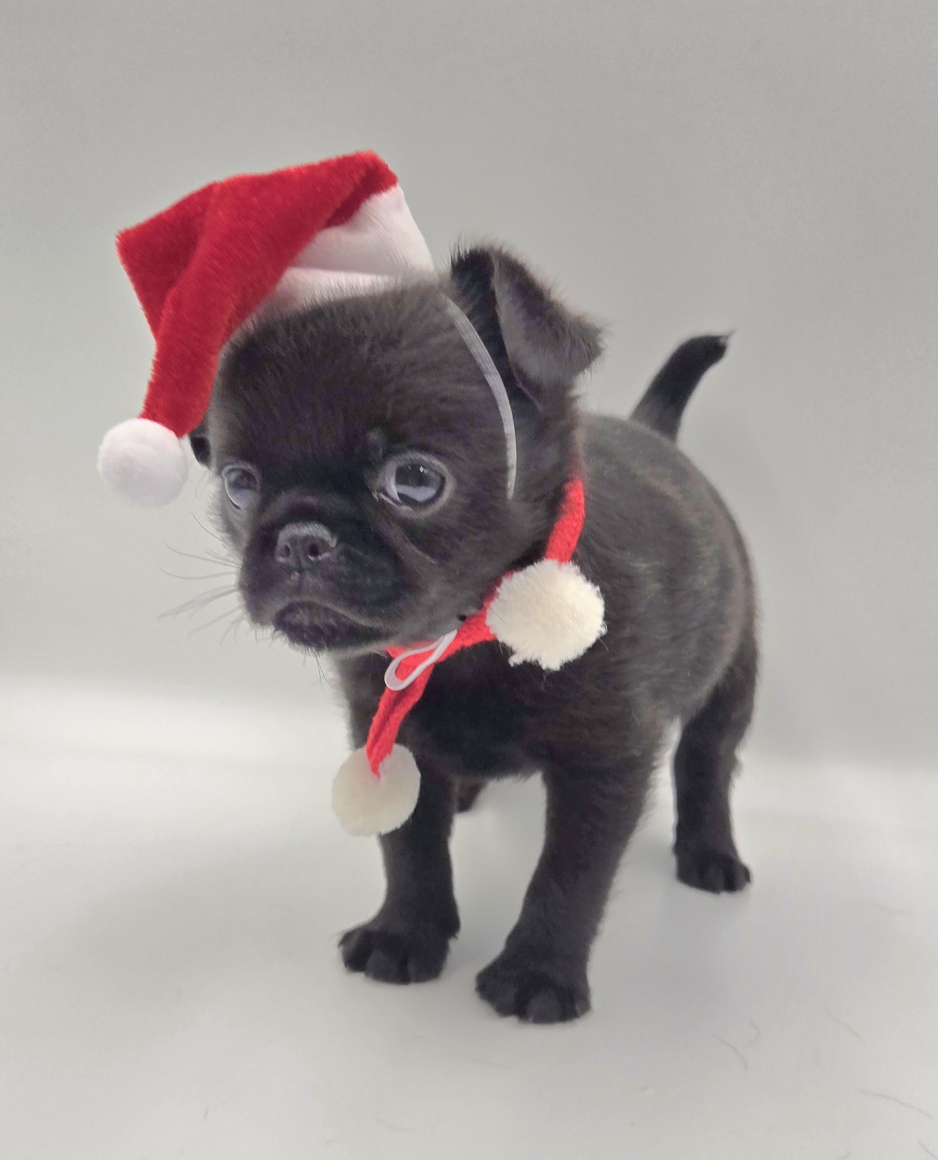Brussels Griffon image 6