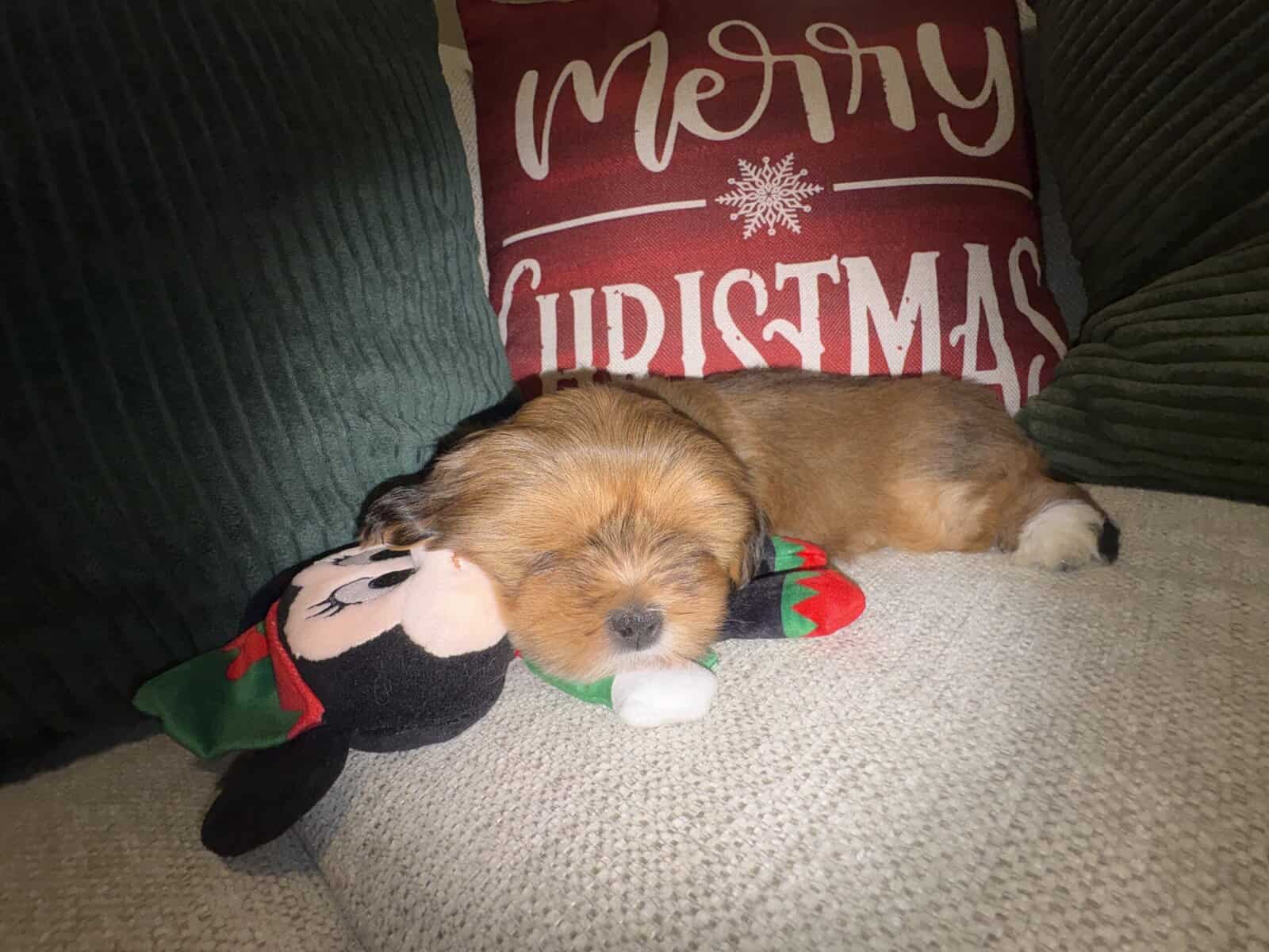 Santa’s little snuggly Lhasa with Video! image 3