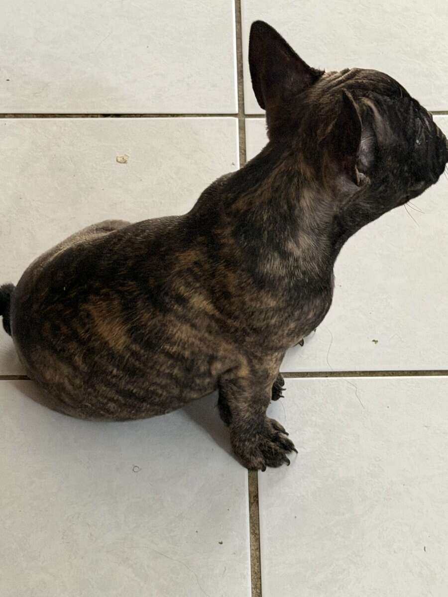AKC Female French Bulldog image 3