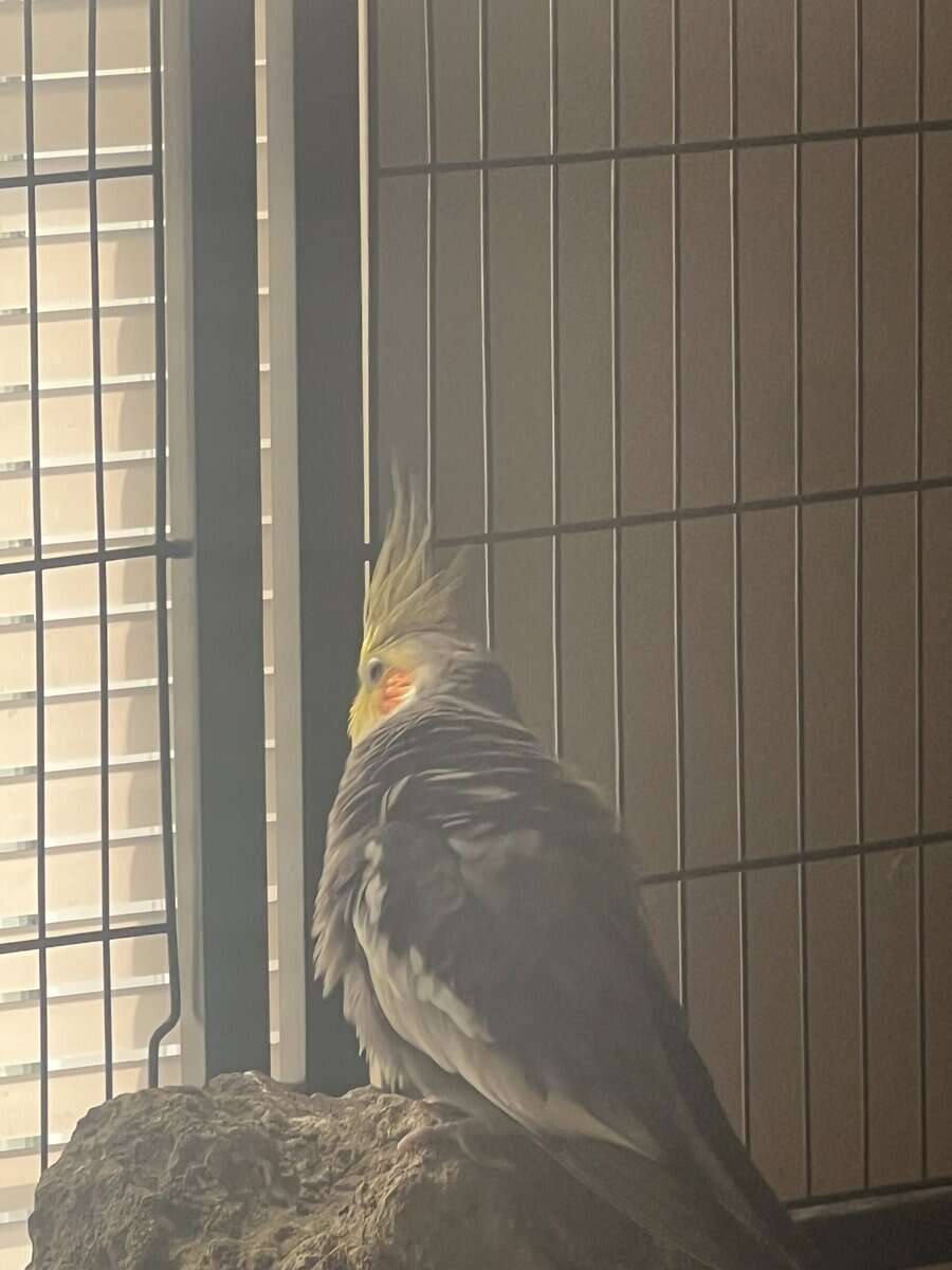 cockatiel image 5