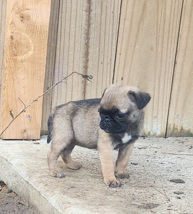 Pug puppy image 3
